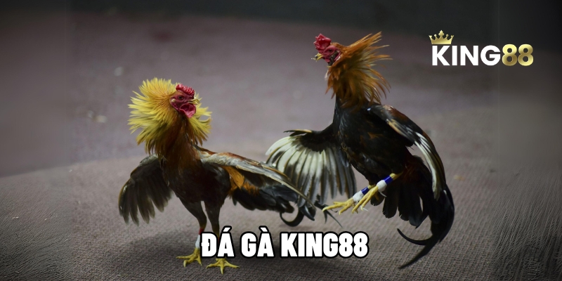 da ga king 88 1